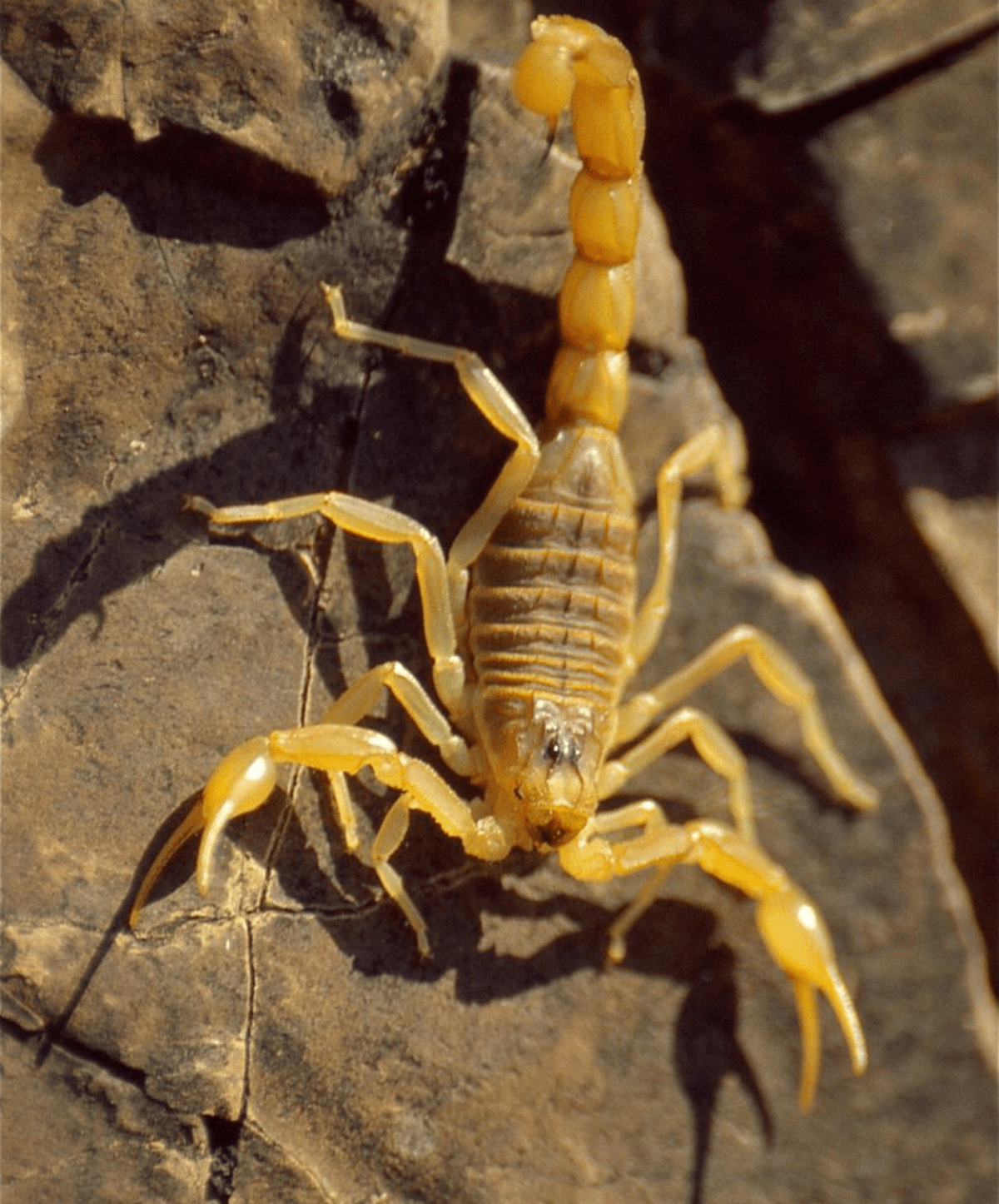 Cuidados simples evitam a entrada do escorpião-amarelo em casa 1