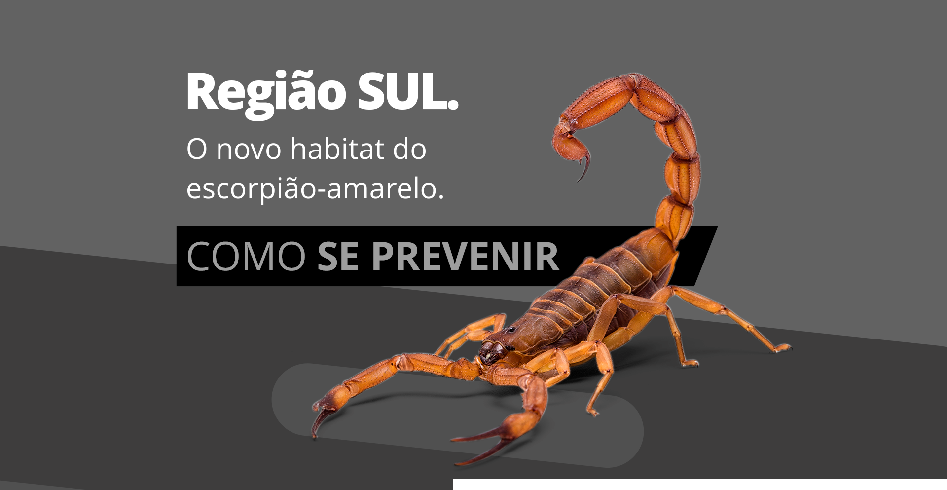 Como se prevenir e os cuidados simples que evitam a entrada do escorpião-amarelo nas casas da região sul